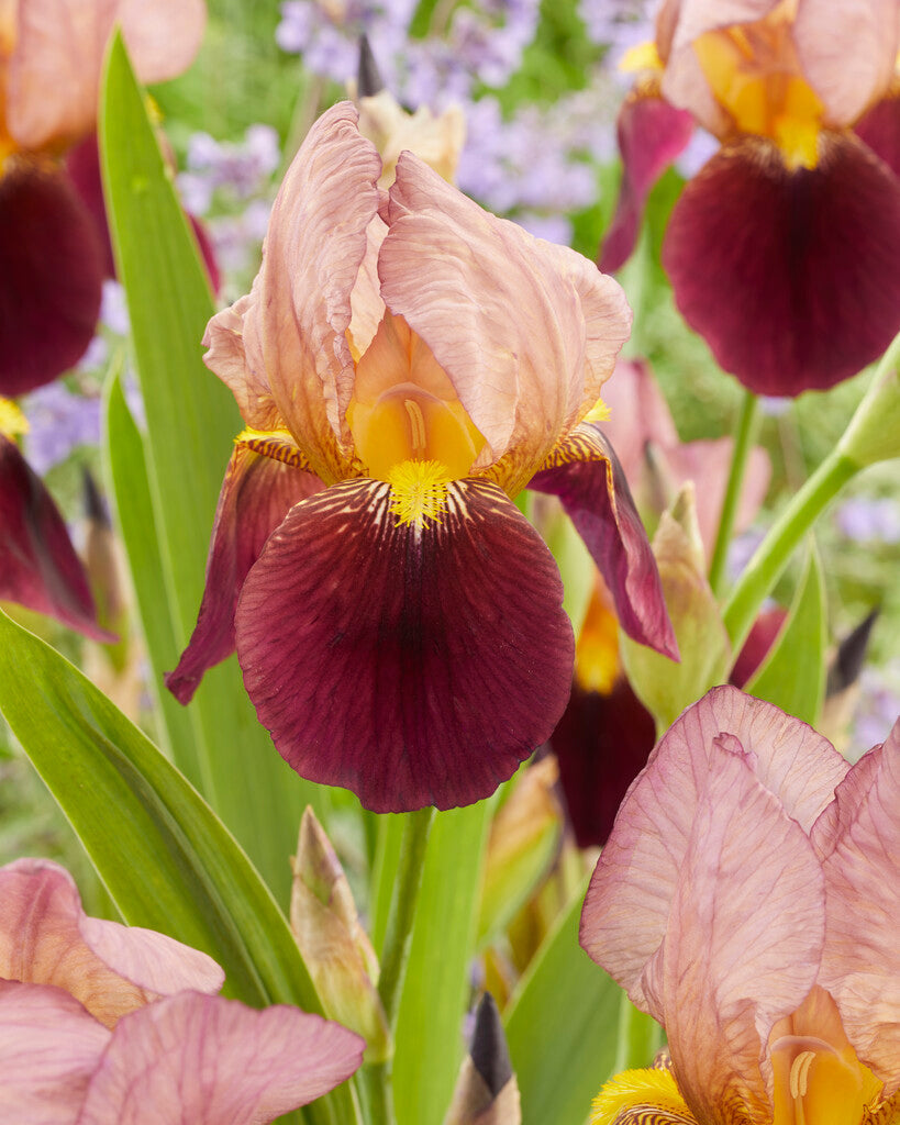 TyskIris-Germanica Rød Rødvin (Ny) 1-pakning